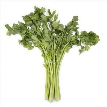新鮮蔬菜綠色優質西芹